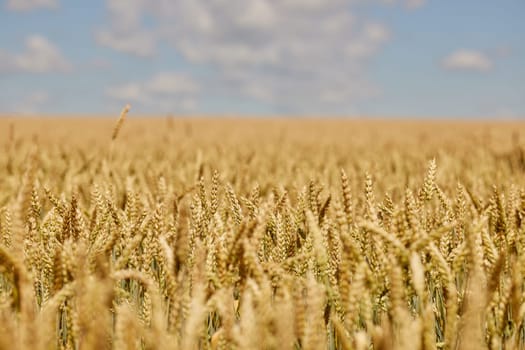 field of ripe wheat before harvest against blue sky, bread production concept, selective focus