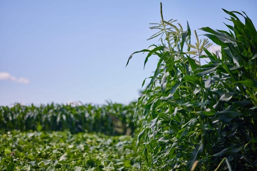 corn flowering close-up, corn crop ripening time, benefits and harm to the human body, concept of cereal plants