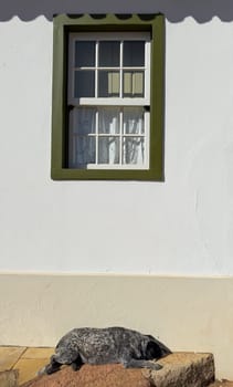 A domestic dog lies peacefully in the sunlight next to a green-framed window.