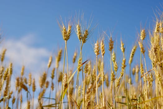 field of ripe wheat before harvest against blue sky, bread production concept, selective focus