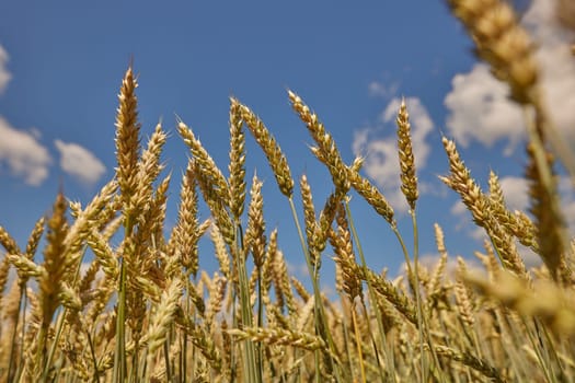 field of ripe wheat before harvest against blue sky, bread production concept, selective focus