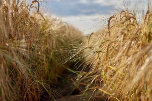 field of ripe wheat before harvest against blue sky, bread production concept, selective focus