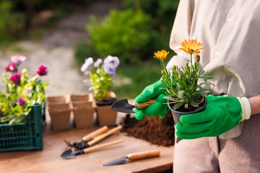 gardener plants flowers in the garden close-up, garden care, gardening concept, replanting flowers in spring