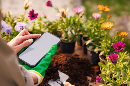 Smart agriculture, agribusiness and technology. Gardener's hand with phone in flower garden, caring for flower plants