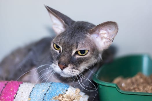 Beside the green litter box, there is a cat seated. The cat, a small to mediumsized carnivorous Felidae, has whiskers and a snout. It is a terrestrial animal and likely needs pet supplies