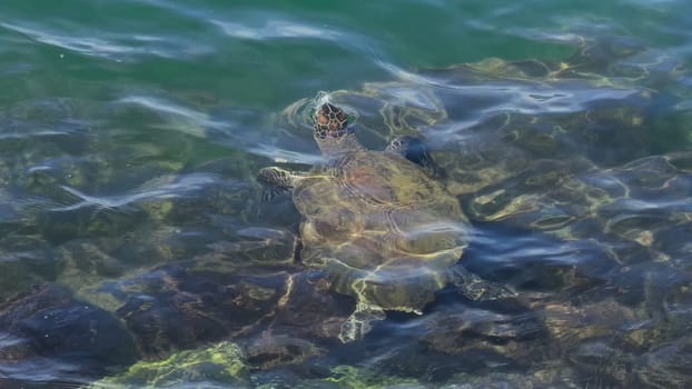 A sea turtle surfaces to breathe and then dives back down to search for food in the ocean.