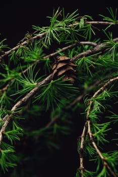 Background of spring larch branches with fresh leaves and cones