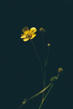 Flower of yellow buttercup on forest glade