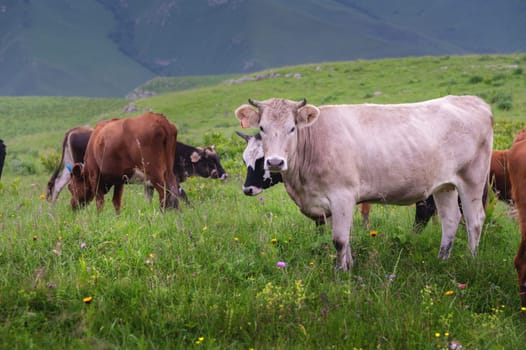 A large milk cow grazes in a green meadow and looks at the camera with curiosity and confusion. Cows graze on a grassy meadow in the village.