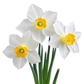 Flowers isolated on transparent background