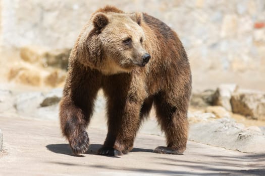 A brown bear walks on a path. The bear is large and has a furry tail. The bear is walking on a path that is made of concrete