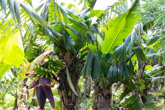 A bunch of bananas hanging from a tree. The bananas are green and yellow