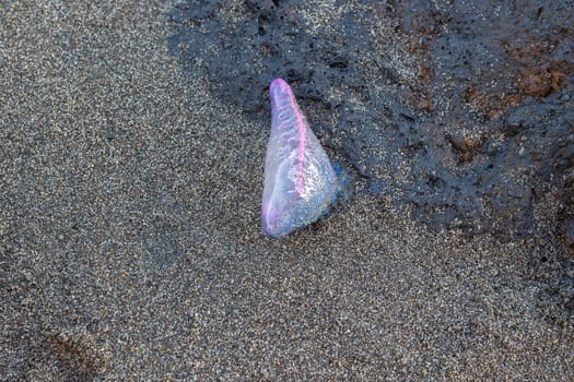 Physalia physalis - A purple jellyfish is laying on the sand, close up