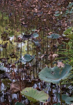 lotus leaves in pond with green water lily leaves background. A lotus flower in early puberty, Lotus is logo of spa and buddhism in asia, Copy space. Selective focus.