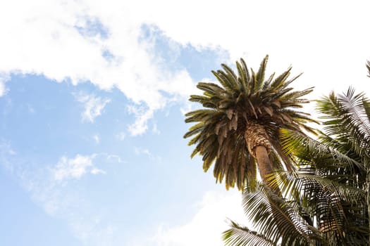 Palm Tree, Blue Sky And Tropical Holiday For Adventure, Summer Time. Fashion, Travel, Vacation. Sunlight Over Island Paradise Or Trip, Resort Or Break. Copy Space. Horizontal, Beach Concept
