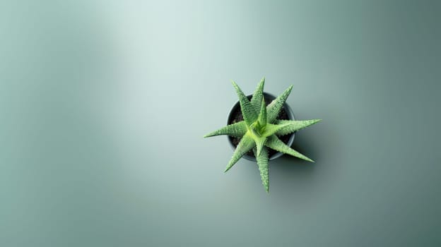 Indoor cactus plant in a pot. View from above view on against a green backround. Copy space.