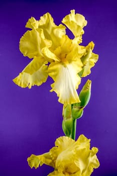 Beautiful Blooming yellow iris flower on a purple background. Flower head close-up.