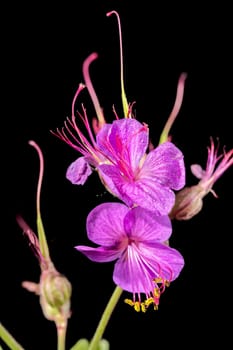 Beautiful Blooming flowers of Geranium Cambridge on a black background. Flower head close-up.