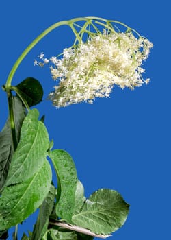 Beautiful Blooming white sambucus on a blue background. Flower head close-up.