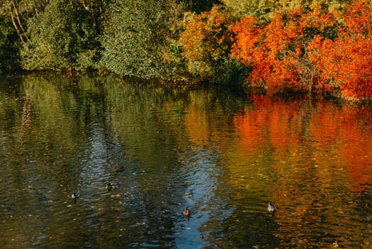 Autumn tree on the curves bank of the pond. Autumn landscape with red tree. autumn trees over water banks. Empty rusty railroad bridge over a river with forested banks at the peak of a fall foliage. A gravel riverbank path is in foreground