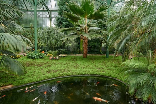 Majestic Japanese Koi Fish Swimming in Pond at Greenhouse. Japanese Carp Gracefully Gliding in Greenhouse Pond. Tranquil Japanese Koi Fish Pond in Greenhouse Oasis. Exotic Japanese Koi Fish in Ornamental Greenhouse Pond. Vibrant Japanese Koi Fish Swimming in Greenhouse Pond