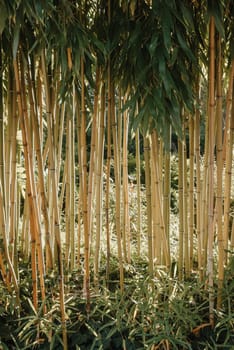 green bamboo tree in a garden,