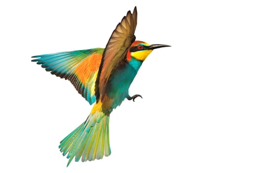 colorful bird ,european bee-eater, flight, isolated , nature