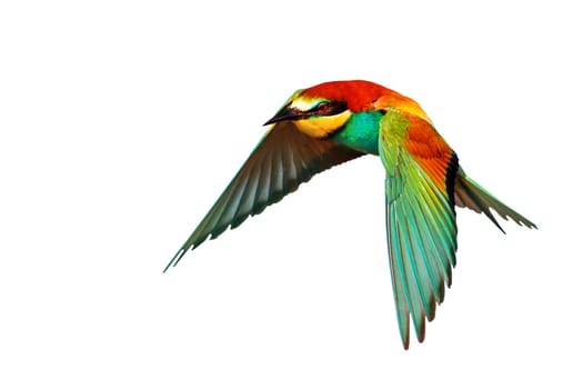 colorful birds , in flight, isolated , nature