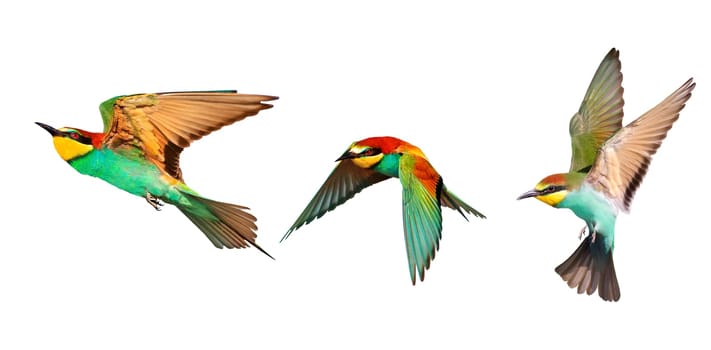 colorful birds ,european bee-eaters, in flight, isolated , nature