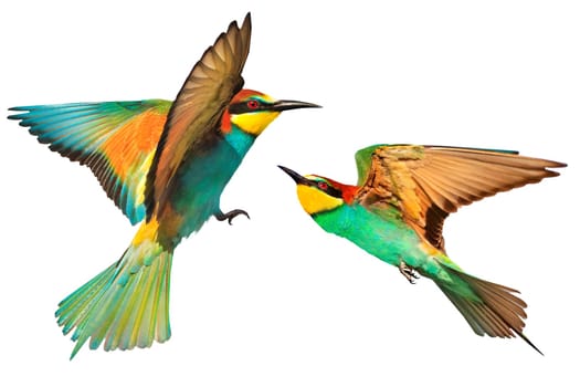 colorful birds ,european bee-eaters, in flight,two, isolated , nature