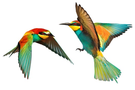 pair colorful birds ,european bee-eaters, in flight, isolated , nature