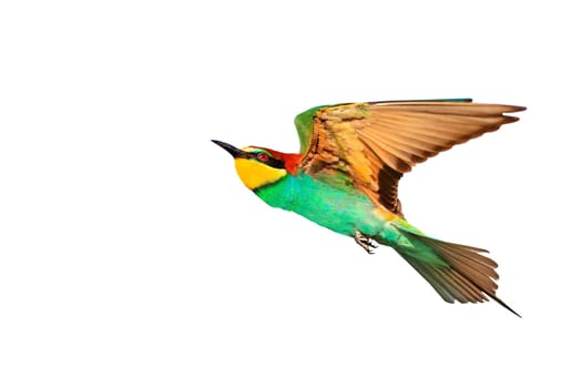 European bee-eater, colorful bird, in flight, isolated , nature