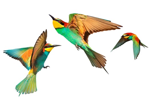European bee-eaters, colorful bird, in flight, isolated , nature