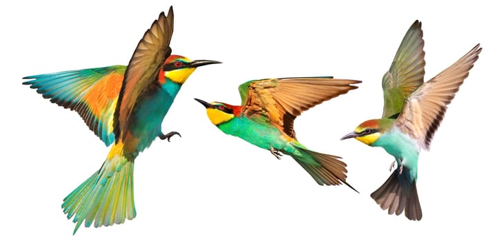 European bee-eaters, colorful birds, in flight, isolated , nature