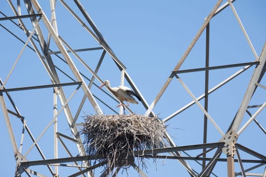 White stork - Ciconia ciconia - bird is perched on a nest on top of a power line. The bird is white and has a long beak. Concept of peace and tranquility, as the bird is calmly resting on the nest