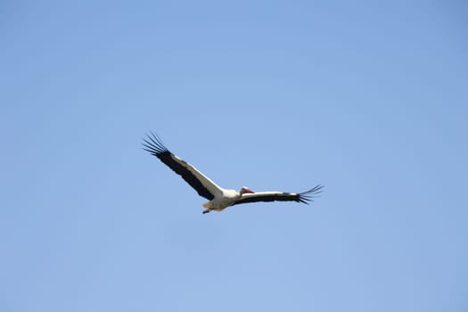 White stork - Ciconia ciconia - white and black bird is flying in the sky. The bird is soaring high above the blue sky