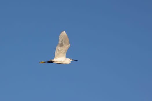 Little Egret - Egretta garzetta - white bird with a yellow beak flies through a blue sky. The bird is soaring high above the ground, taking advantage of the clear, open sky. Concept of freedom and lightness
