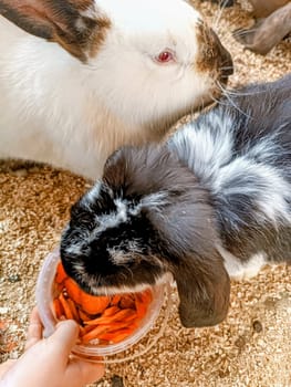 Young lady hand is feeding a black white bunny rabbit with carrot in a bucket. High quality photo. Mobile vertical photo. Concept family quality time with kids on the farm feeding animals