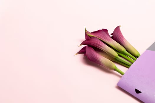 Design Purple Calla Lily Plant And Document Folder On Pink Background, Copy Space For Text. Holiday, Mockup For International Accounting Day, Bookkeeping. Horizontal Plane High quality photo