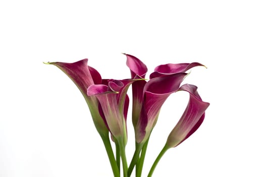 Closeup Blooming Purple Calla Lilies, Isolated Zantedeschia Bulbs, on White Background. Indoor and Outdoor Plant, Flower. Evergreen Flowering Perennial. Horizontal, Herbaceous, Aroid Family