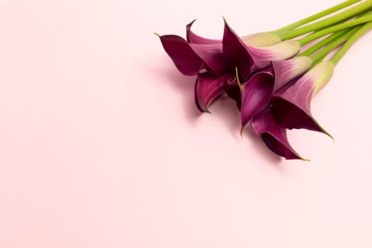 Zantedeschia Calla Pink Purple Flower On Pink Background. Blooming Plant, Flowering Evergreen. Copy Space. Fresh Lilly Top View. Horizontal Plane. High quality photo