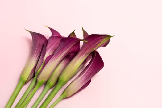 Closeup Zantedeschia Calla Pink Purple Flower On Pink Background. Blooming Plant, Flowering Evergreen. Fresh Lilly Top View. Horizontal Plane. High quality photo
