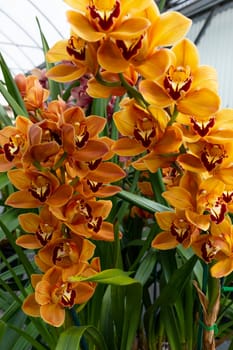 Yellow Red Cymbidiums Orchid Plant Flower in Greenhouse, family Orchidaceae. Gardening, Greenhouse. Blooming Cosmopolitan Flower with Green Leaves. Flora, Floriculture. Vertical Plane. High quality photo