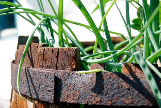 A close-up shot of green onions growing in a rusty wooden barrel. The sunlight casts shadows on the plants and the barrel.