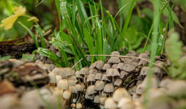 A close-up photo of a cluster of mushrooms growing in a bed of green grass.