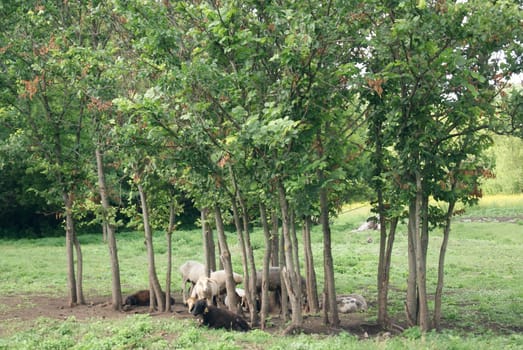 A group of sheep are resting under the shade of a grove of trees. The sheep are gathered in a circle, with their heads down, as if they are sleeping.