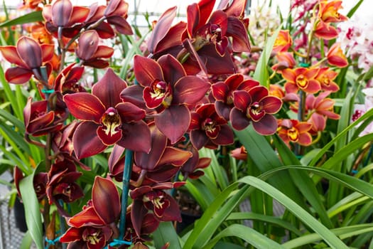 Blooming Chocolate Cymbidium Orchid Plant, Flower with Green Leaves. Beautiful Floral, Khan Wall Golden Brown Horizontal Plane. Botanical Garden Nursery. High quality photo