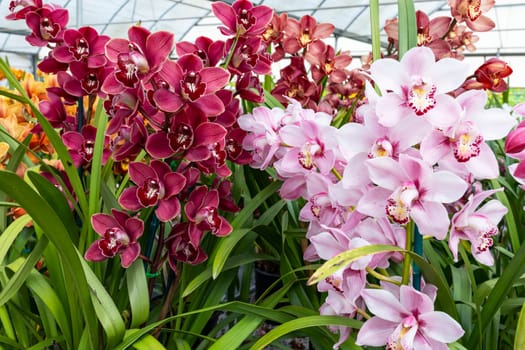 Assortment Yellow Red Pink Orchid Plant Flowers in Greenhouse, family Orchidaceae. Arrangement of Blooming Different Colors Flowers with Green Leaves in Plant Nursery. Flora, Floriculture. Horizontal.