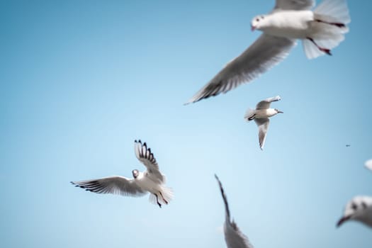 Group of seagull seabirds with wings and feathers is soaring through the sky, showcasing the beauty of animal migration in wildlife
