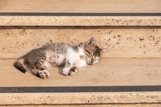 Tabby kitten sleeps on a hot day on the steps of a yellow marble staircase, the cat basks in the sun, High quality photo